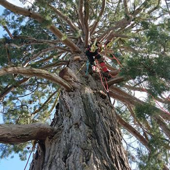 Une entreprise respectueuse des arbres et de l’environnement