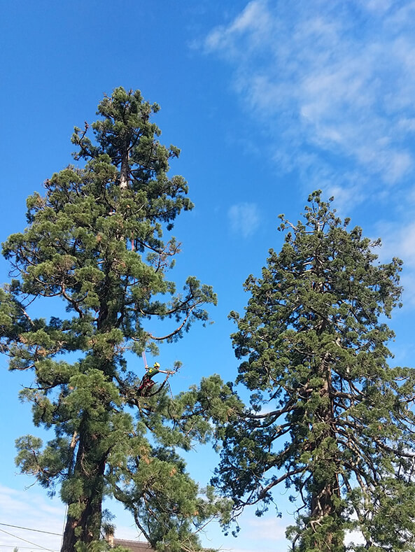 Atger Arboristes Associés